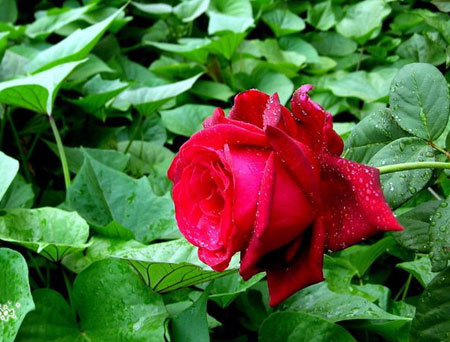 |红玫瑰|